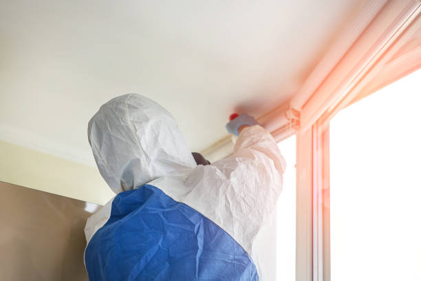 Reliable Hansen, ID Mold Removal Services Solutions